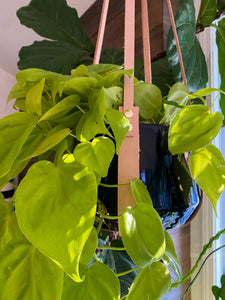 LEATHER PLANT HANGER